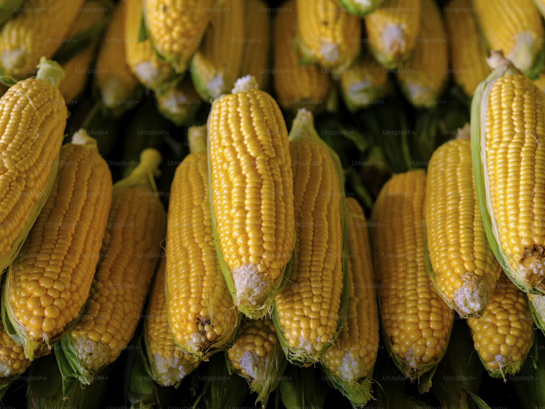 maize harvest