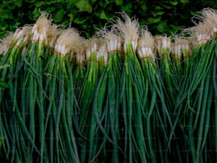 a pile of green onions sitting next to each other