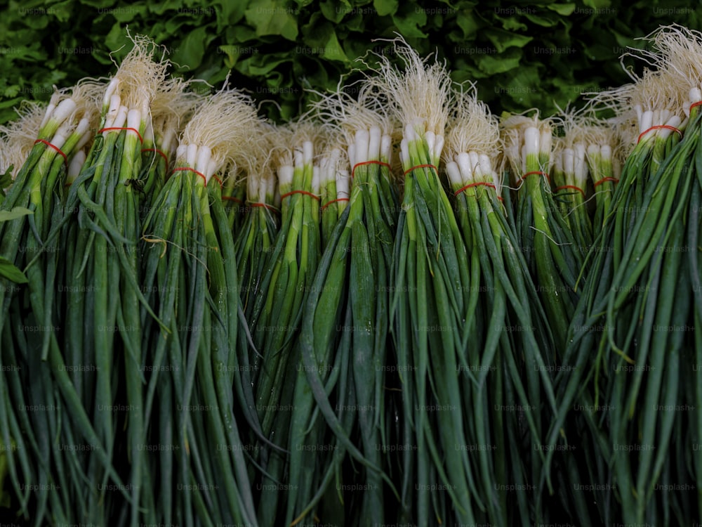 a pile of green onions sitting next to each other