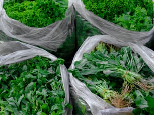 Un montón de bolsas llenas de muchas verduras verdes