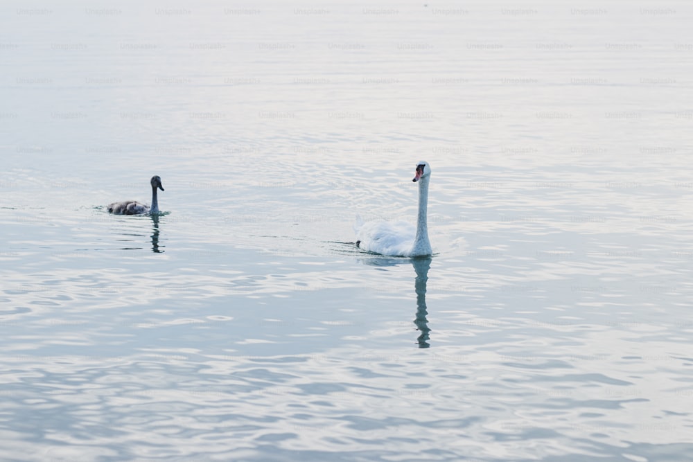 Una coppia di cigni che galleggiano sulla cima di un lago
