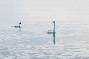 a couple of swans floating on top of a lake