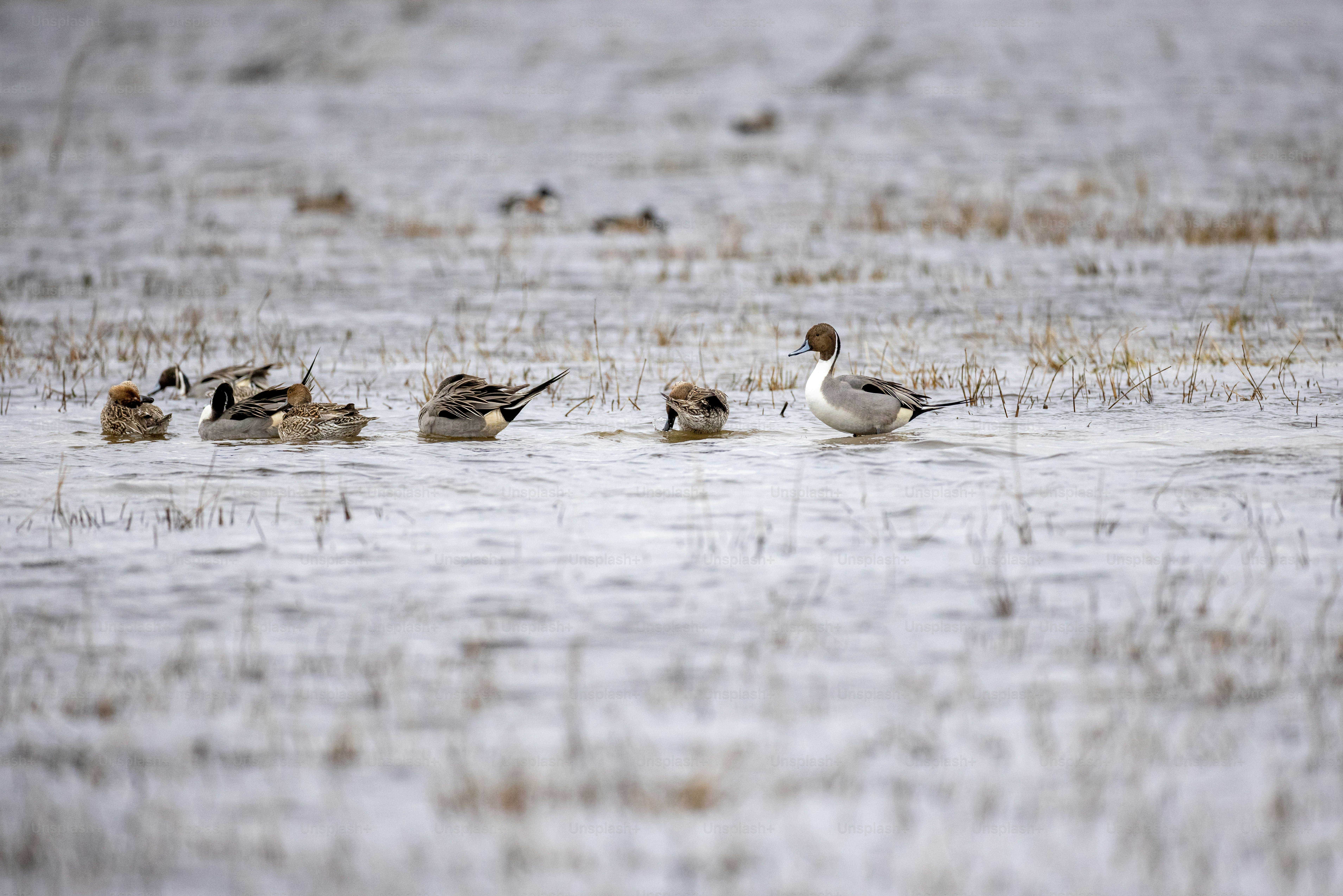 a flock of ducks floating on top of a body of water