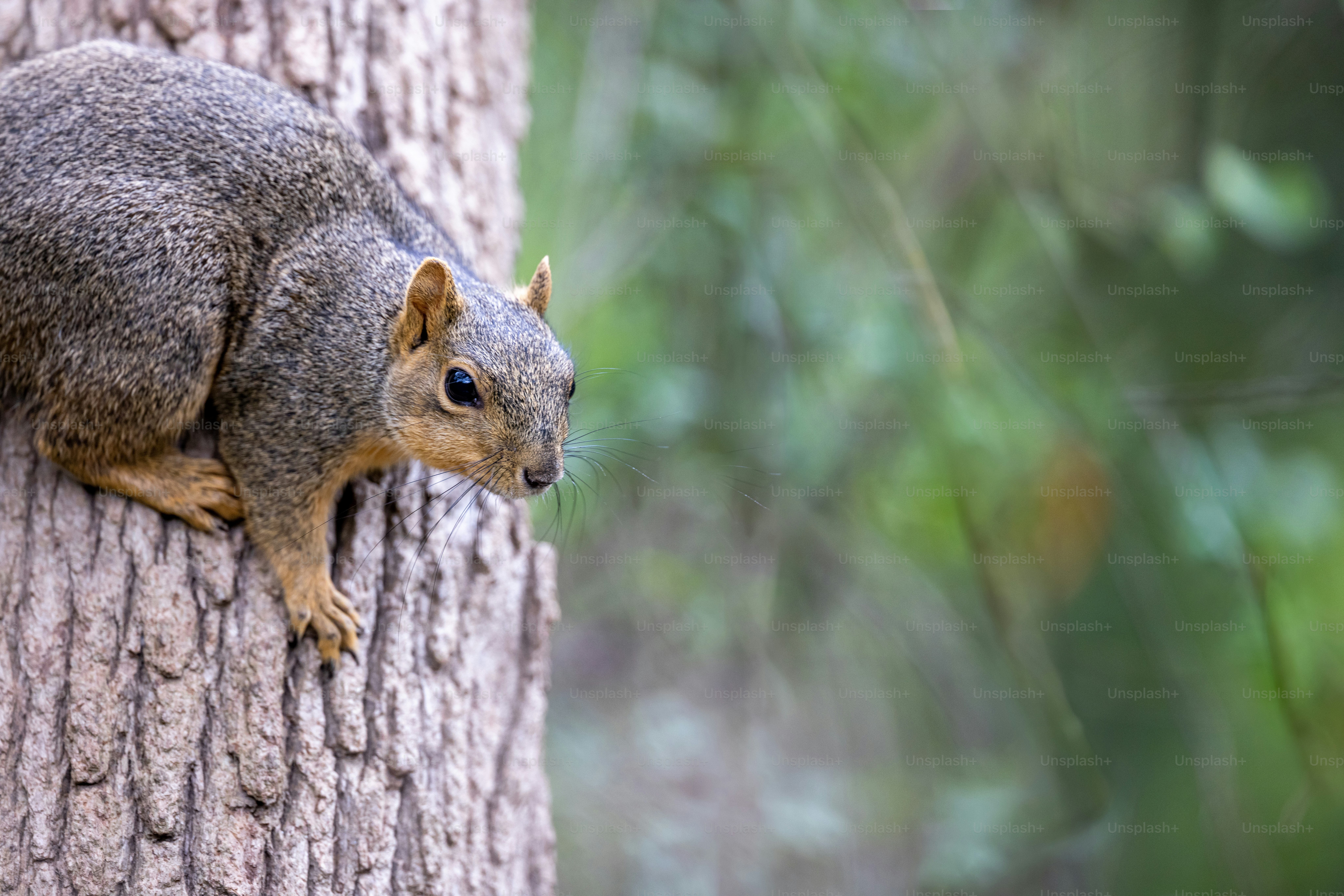a squirrel is sitting on the side of a tree