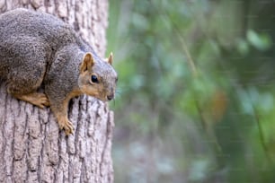 a squirrel is sitting on the side of a tree
