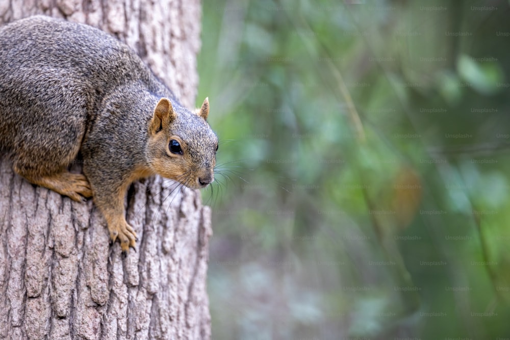 Uno scoiattolo è seduto sul lato di un albero