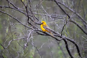 a yellow bird sitting on top of a tree branch