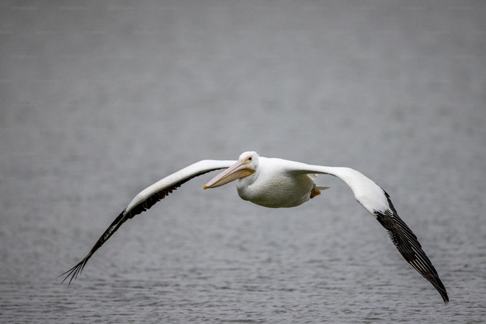 um grande pássaro branco voando sobre um corpo de água