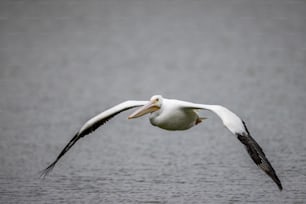 Un grande uccello bianco che vola sopra uno specchio d'acqua