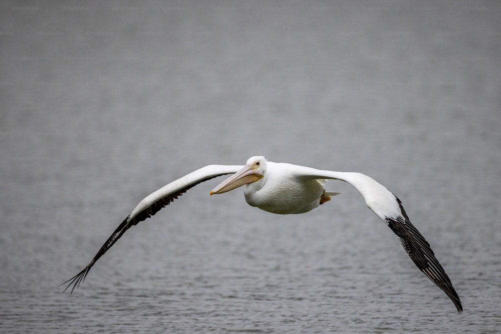 a large white bird flying over a body of water