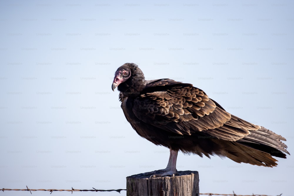 um grande pássaro sentado em cima de um poste de madeira
