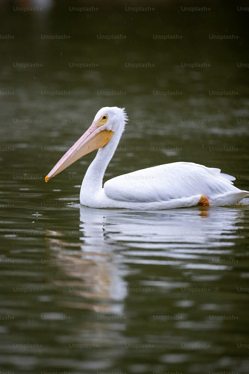 ein großer weißer Vogel, der auf einem Gewässer schwimmt