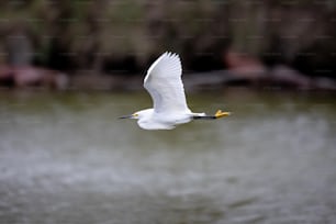 Un uccello bianco che vola sopra uno specchio d'acqua