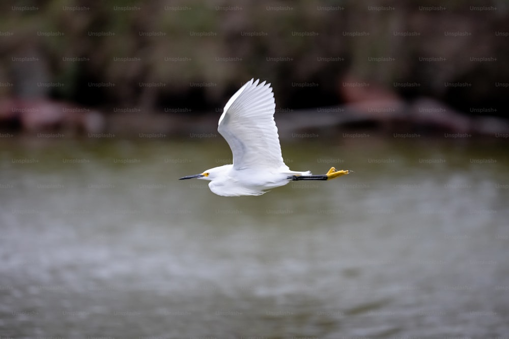 Ein weißer Vogel, der über ein Gewässer fliegt