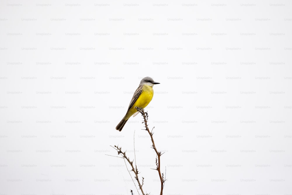 un piccolo uccello giallo seduto sulla cima di un ramo di un albero