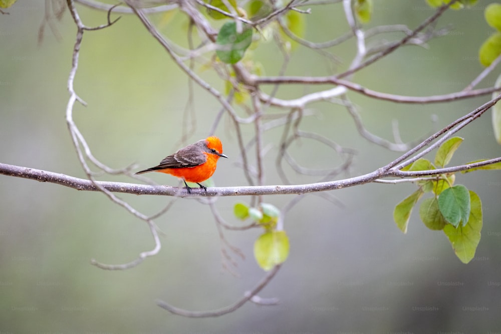 Un pequeño pájaro encaramado en la rama de un árbol