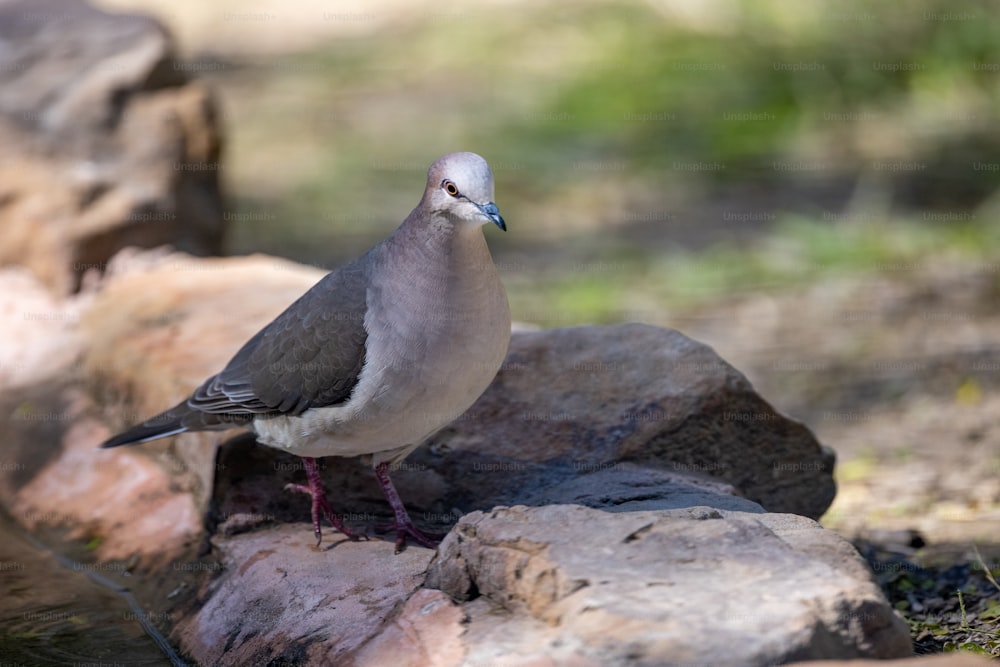 un uccello in piedi su una roccia al sole