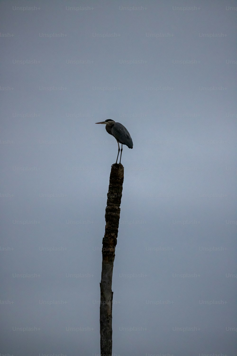 un uccello seduto sulla cima di un palo di legno