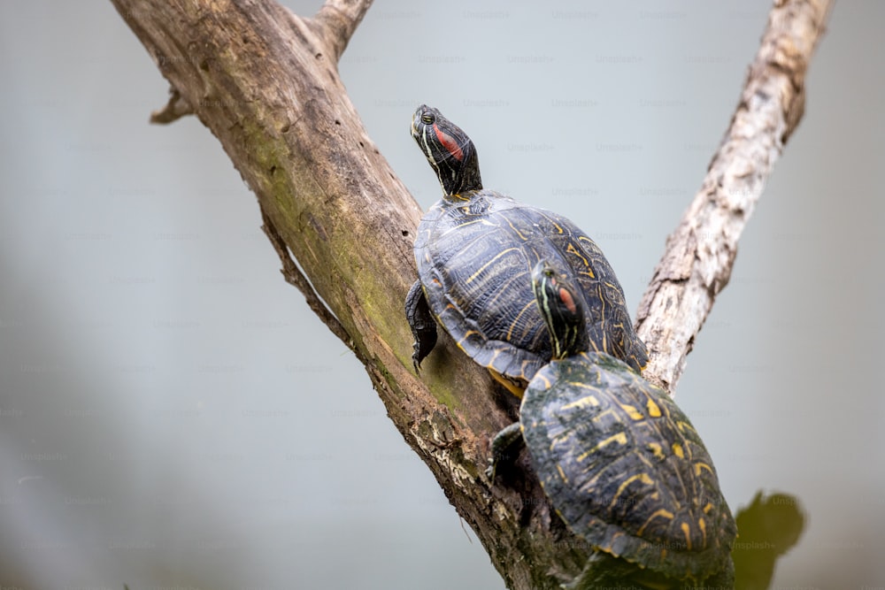 two turtles sitting on top of a tree branch