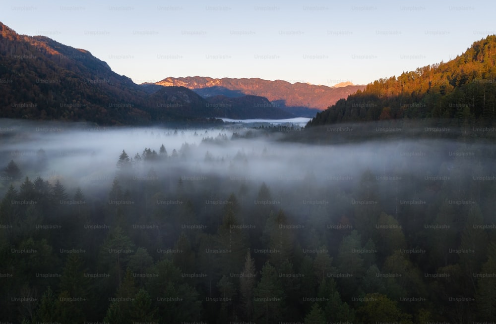 Una foresta nebbiosa con le montagne sullo sfondo