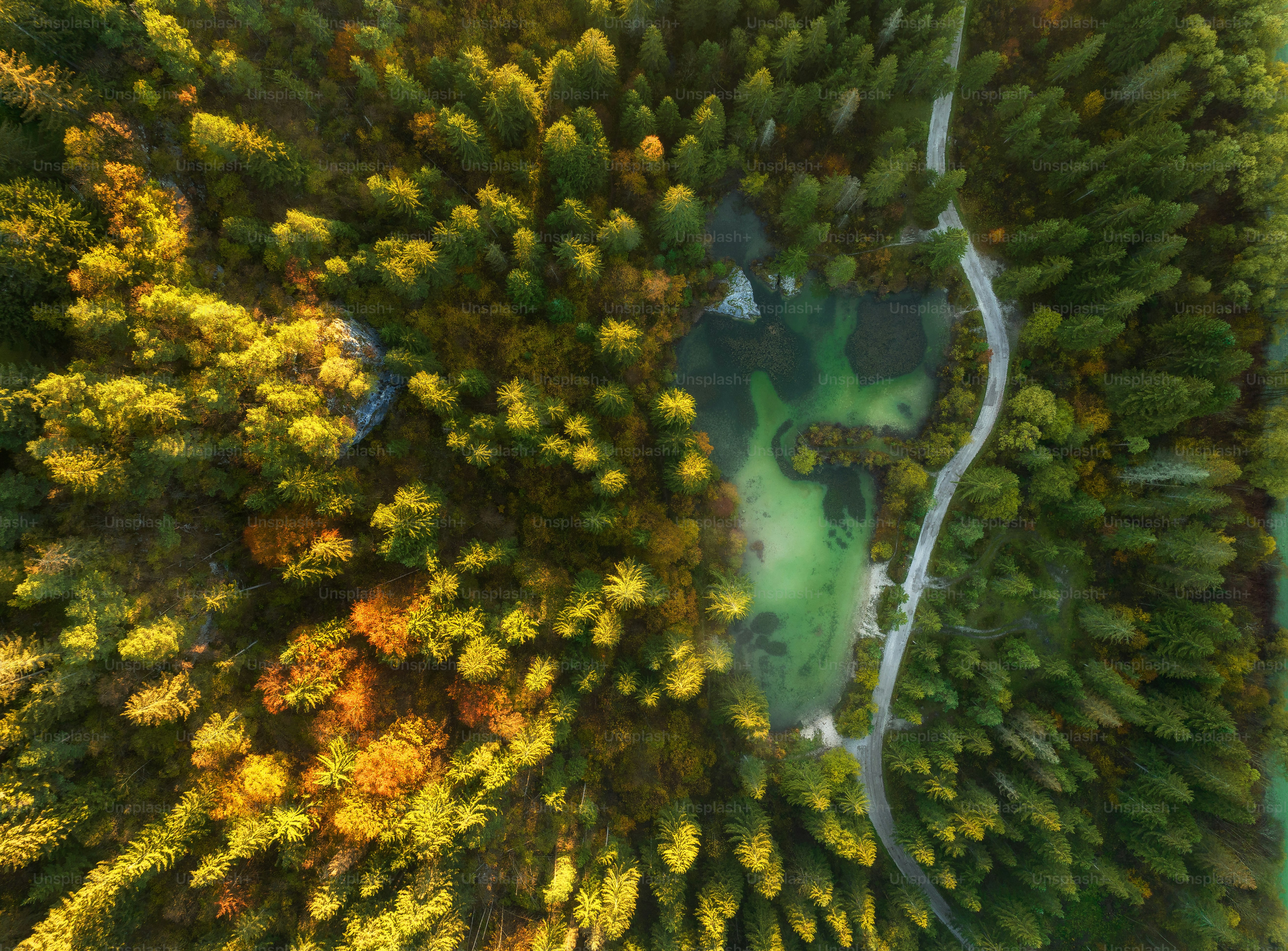 an aerial view of a forest with lots of trees