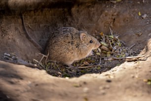 a small rodent sitting in a hole in the dirt