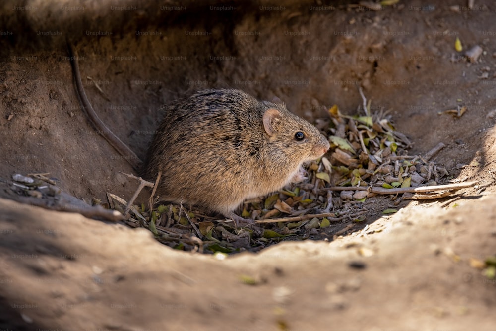 Un pequeño roedor sentado en un agujero en la tierra