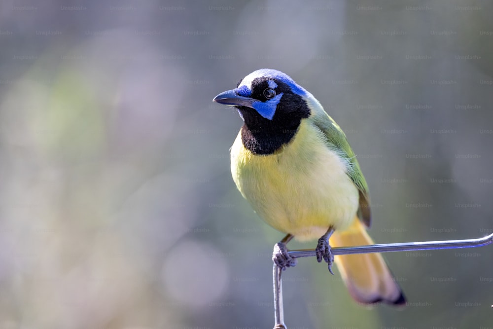Ein kleiner blau-gelber Vogel, der auf einem Draht sitzt
