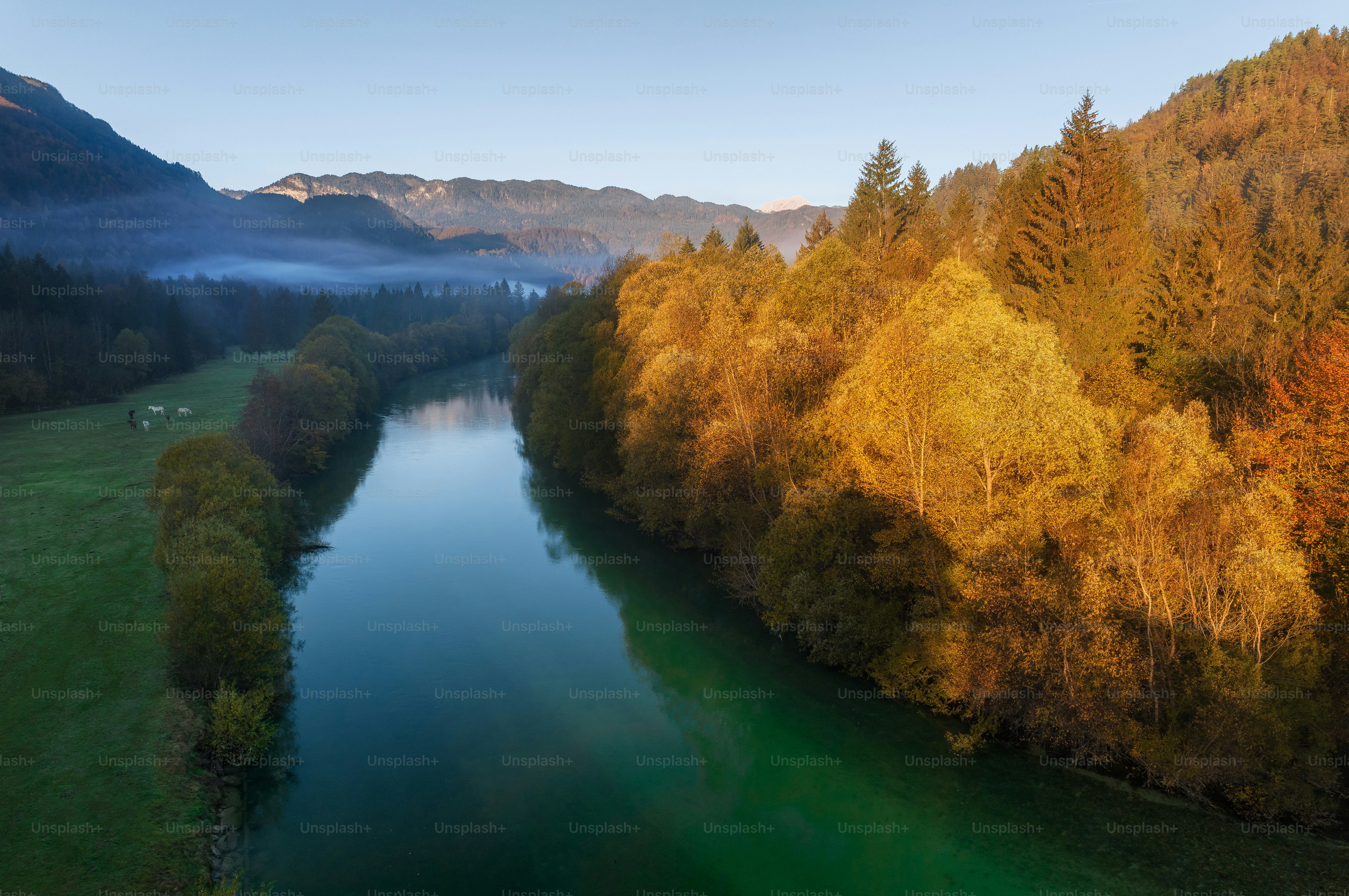 a river running through a lush green forest