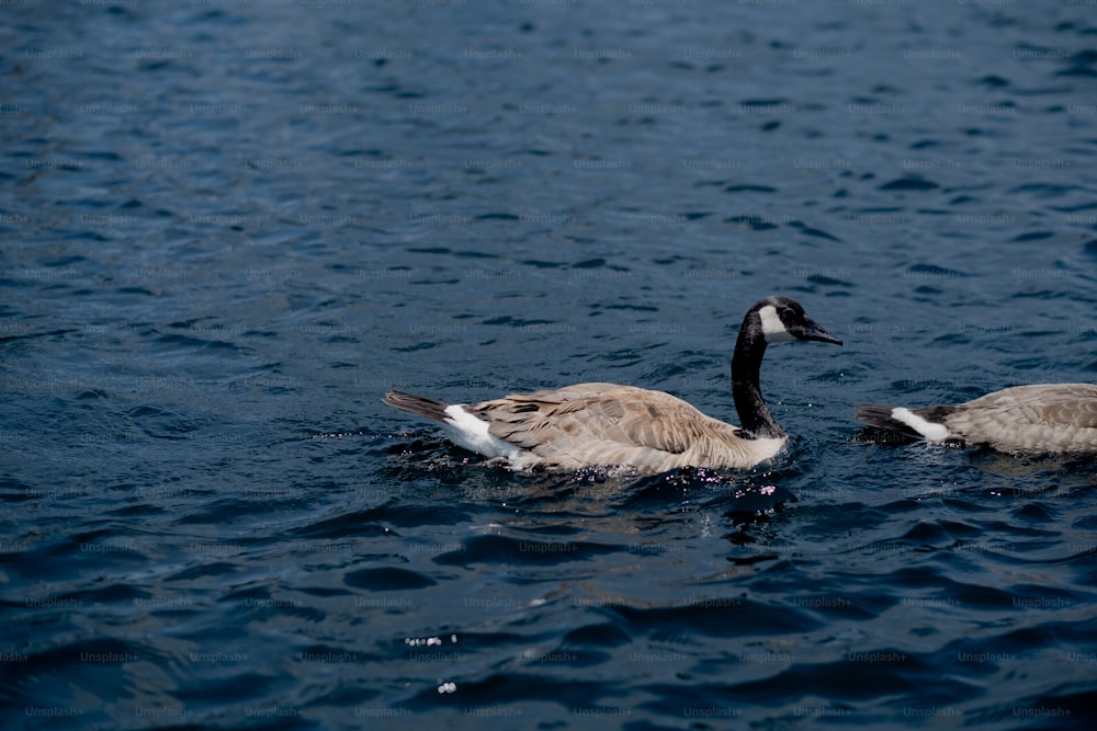 a couple of geese swimming on top of a body of water