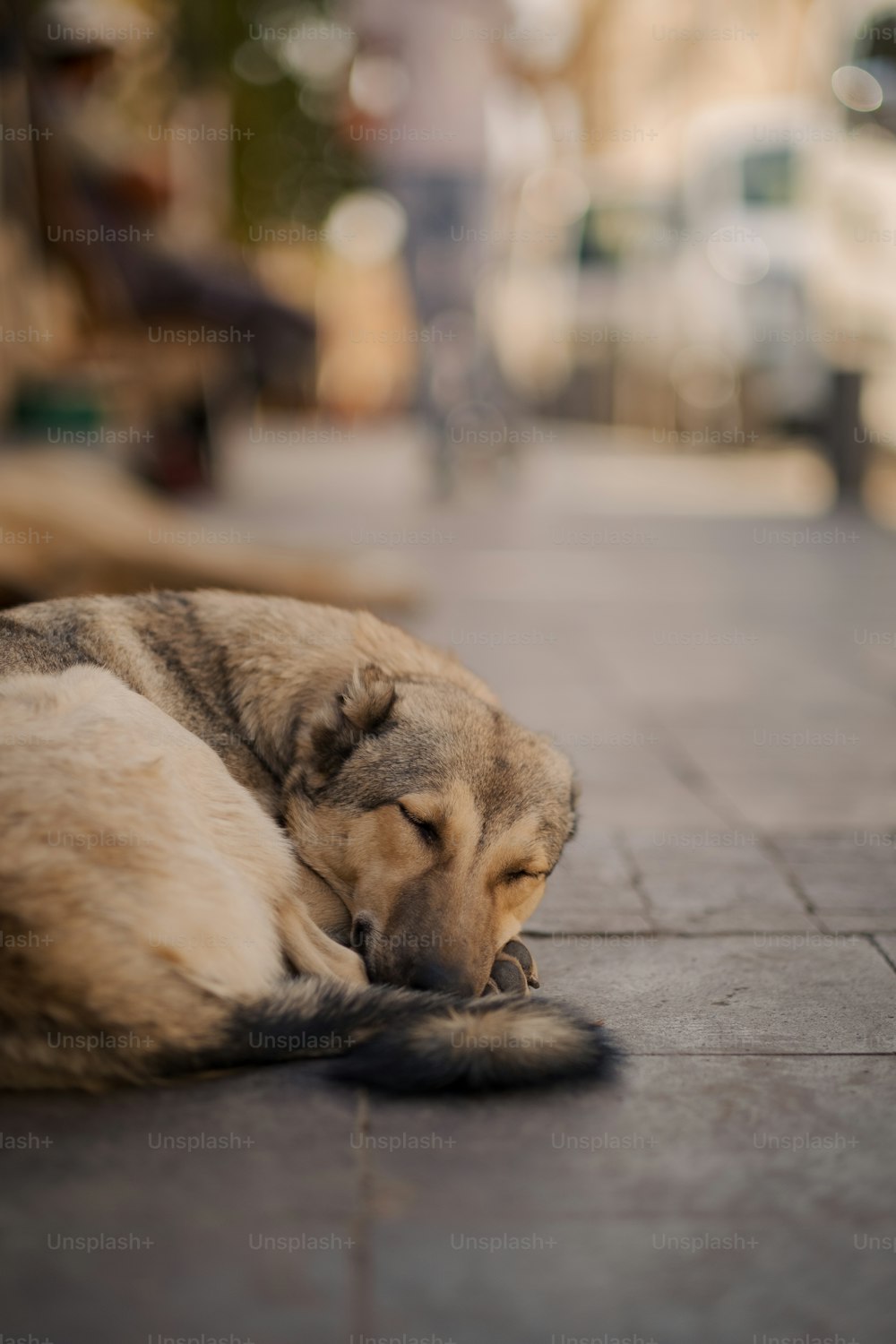 um cachorro está dormindo na calçada do lado de fora