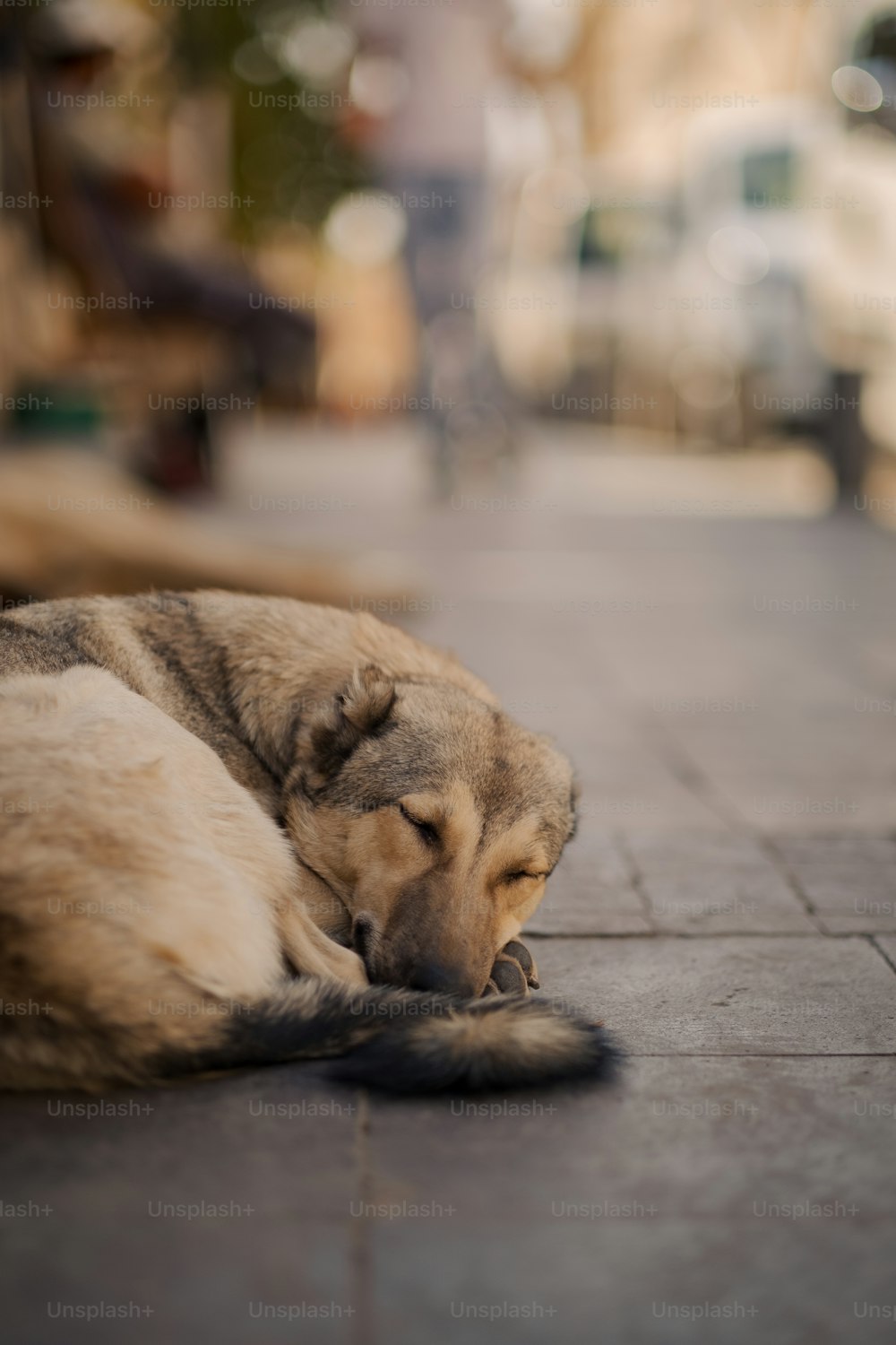 a dog is sleeping on the sidewalk outside