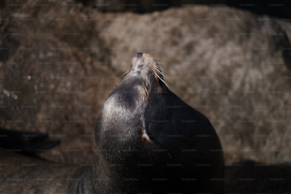 um close up de uma foca em uma rocha