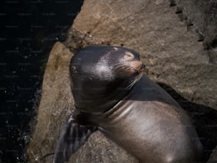 Una foca sentada en la cima de una roca junto a un cuerpo de agua