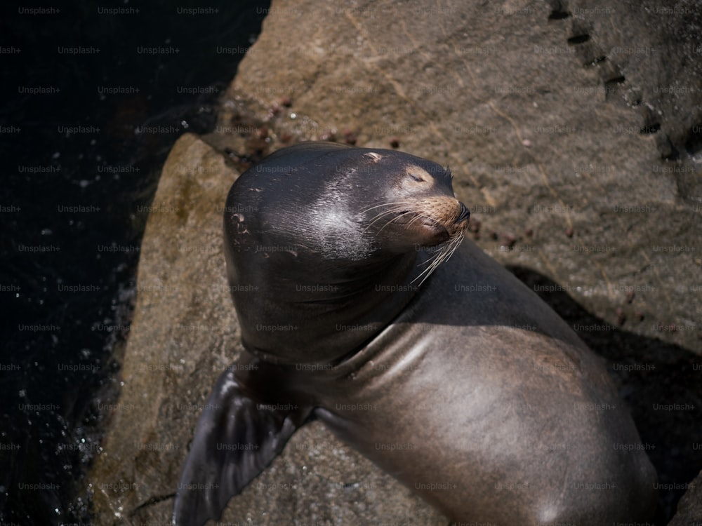 uma foca sentada em cima de uma rocha ao lado de um corpo de água