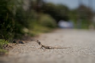 a small lizard sitting on the side of a road