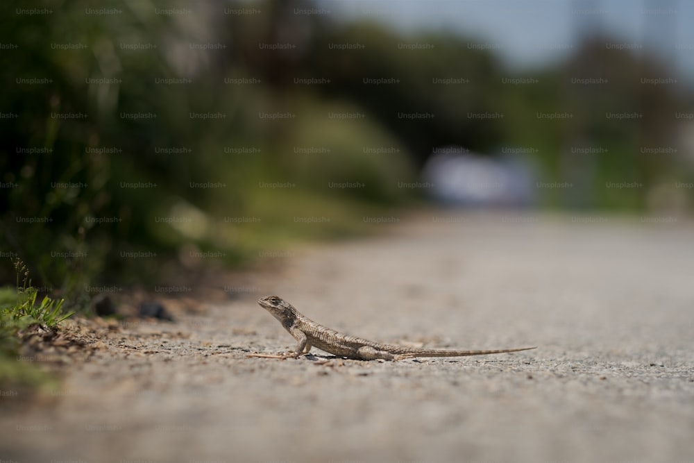 Un pequeño lagarto sentado al costado de una carretera