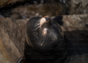 a close up of a seal laying on a rock