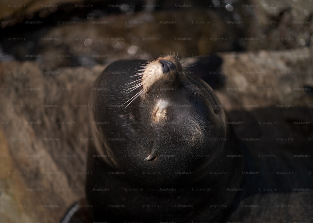 um close up de uma foca deitada em uma rocha