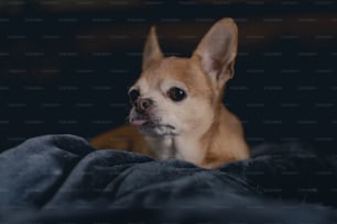 a small brown dog laying on top of a blanket