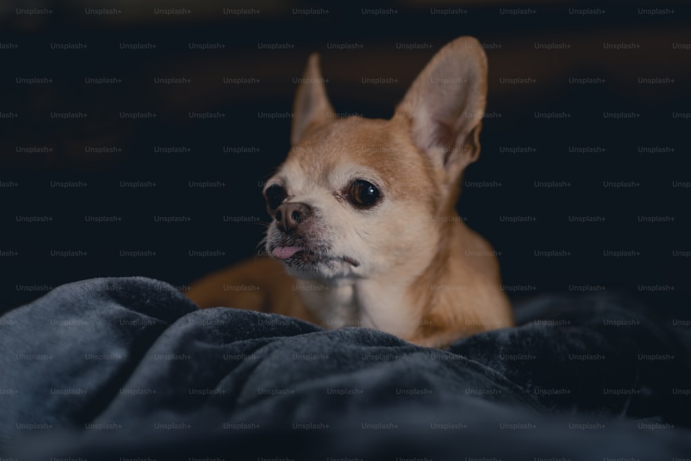 um pequeno cão marrom deitado em cima de um cobertor