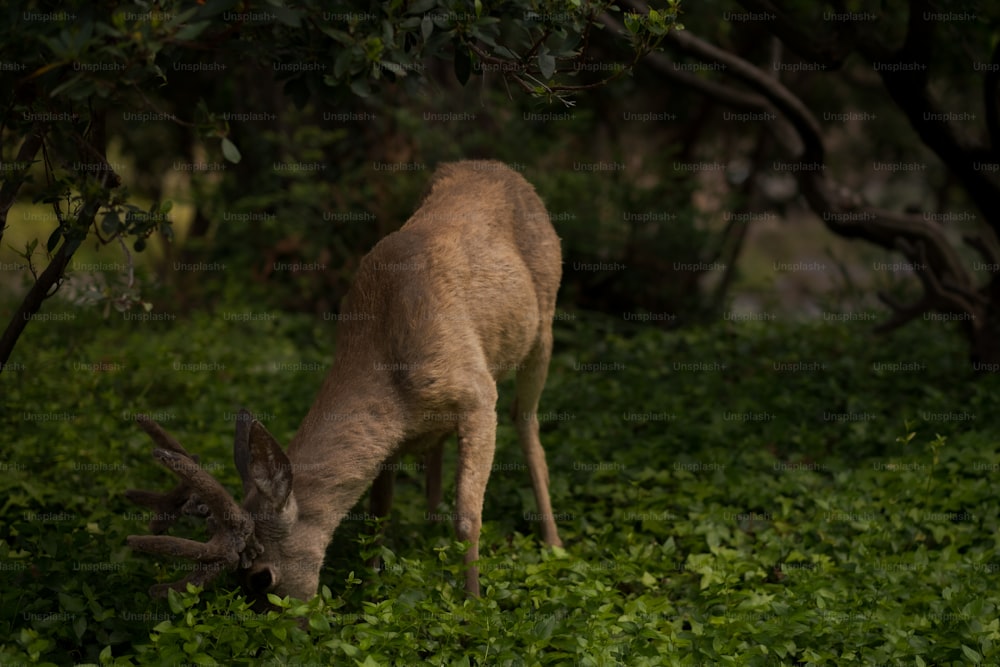 a deer eating grass in a field with trees in the background