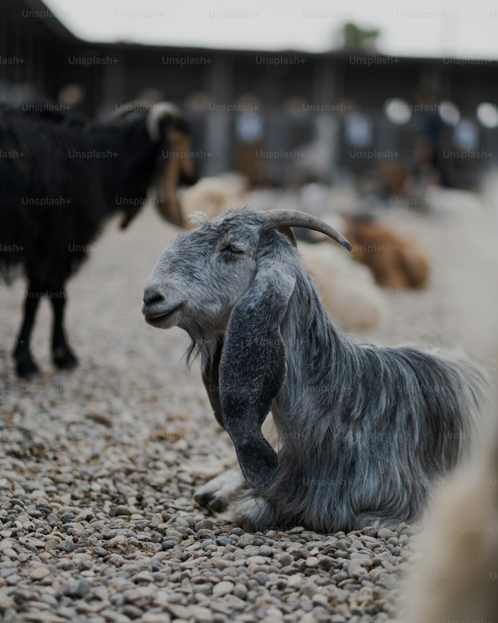 a goat sitting on top of a gravel covered field