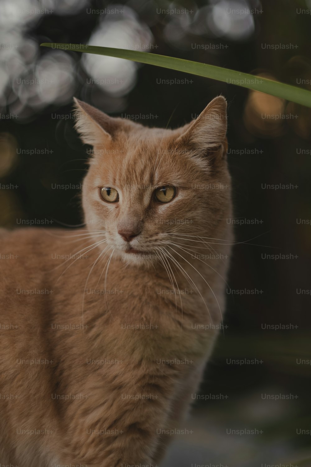 a close up of a cat near a plant