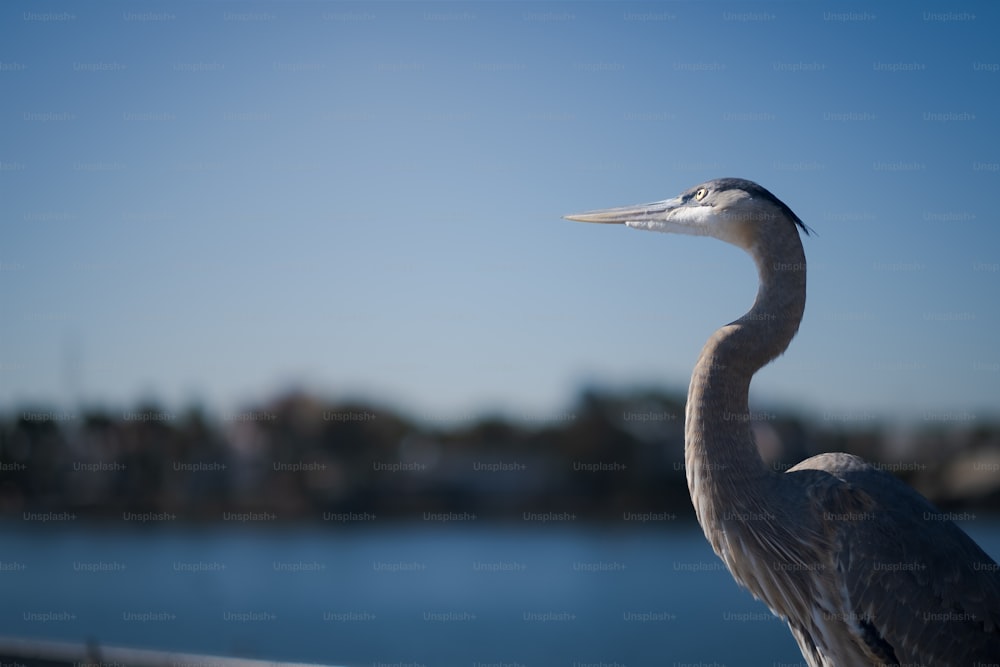 a large bird standing on top of a wooden fence