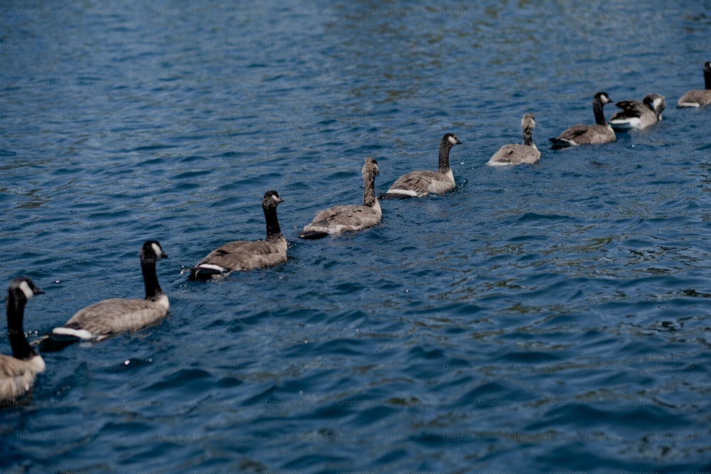 a flock of ducks floating on top of a body of water