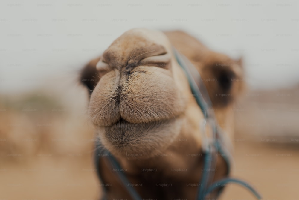 a close up of a camel's face with a blurry background