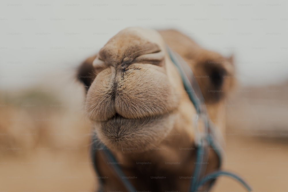 Un primer plano de la cara de un camello con un fondo borroso