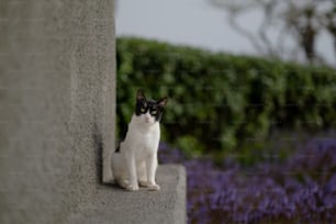 un gatto bianco e nero seduto su un muro di cemento