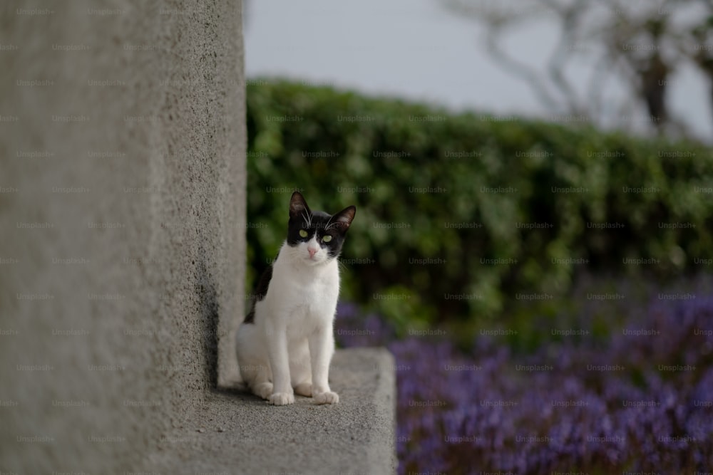 a black and white cat sitting on a cement wall